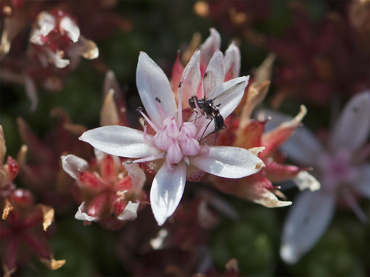 Sedum anglicum